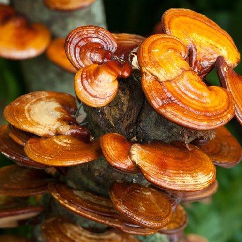 Ganoderma Lucidum Extract, For Medicinal, Food Additives, Form : Powder