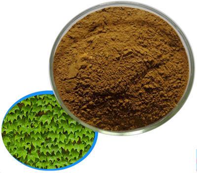 Ivy Leaf Extract, Packaging Type : HDPE Drum
