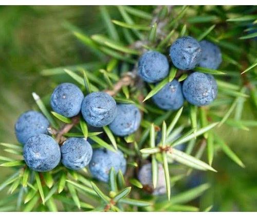 Juniper Berry Extract, Packaging Size : 10 To 25 Kg