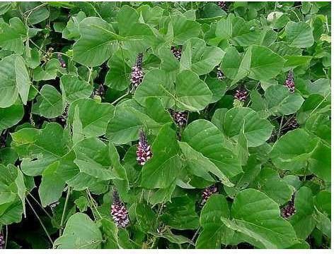 Kudzu Root Extract, Packaging Type : HDPE Drum