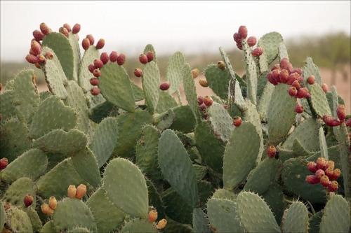 Opuntia Cactus Extract, Packaging Type : HDPE Drum