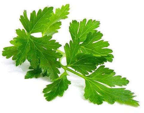 Organic Parsley Leaf Extract, Shelf Life : 6Months