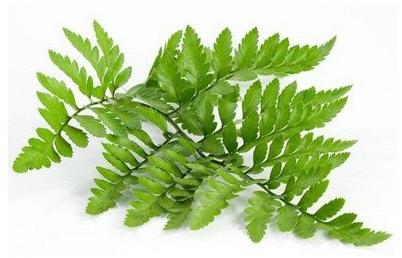 Organic Polypodium Extract, Shelf Life : 1year