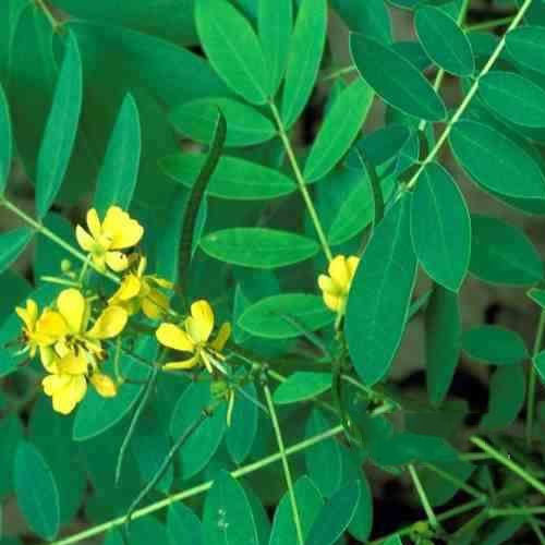 Senna Extract, Packaging Type : HDPE Drum