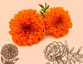 Marigold Oleoresins