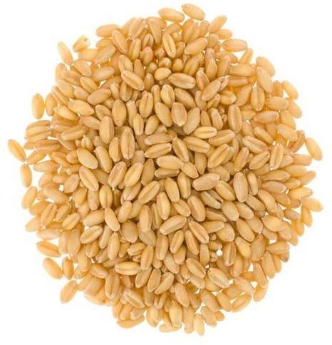 Wheat Seeds