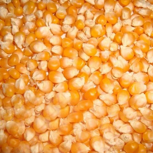 Yellow maize seeds, Drying Process : Sun Drying