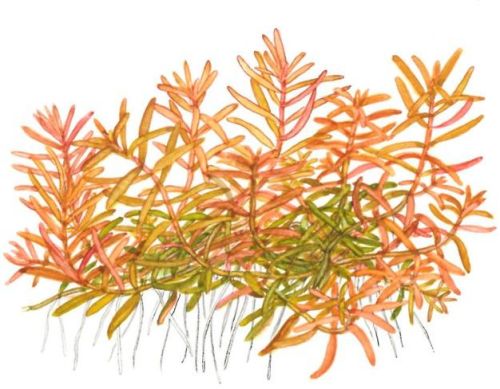 ROTALA ROTUNDIFOLIA