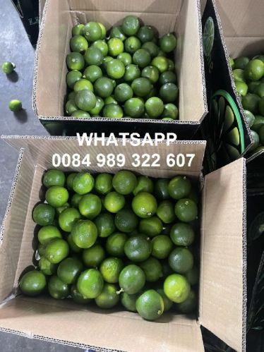 Fresh Lime Seedless/ Fresh Citrus Fruits/ Fresh Lemon