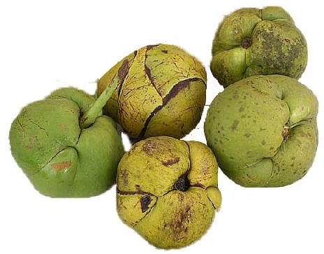 Natural Fresh Elephant Apple, For Human Consumption, Certification : FSSAI Certified