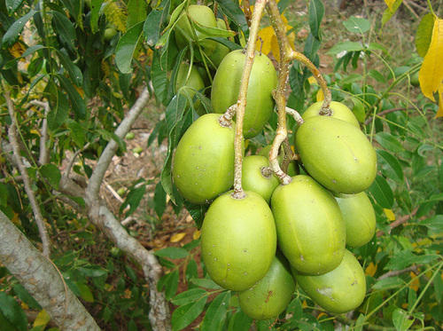 Natural Fresh Hog Plum, For Human Consumption, Packaging Size : 5kg, 25kg, 30kg