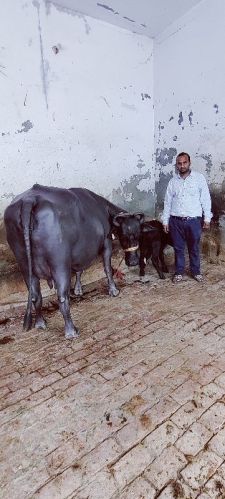 New Born Murrah Buffalo, For Dairy Use, Farming Use, Gender : Female