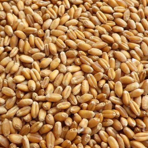 Organic Wheat Grain, For Bakery Products, Cookies, Making Bread, Packaging Type : Plastic Bag