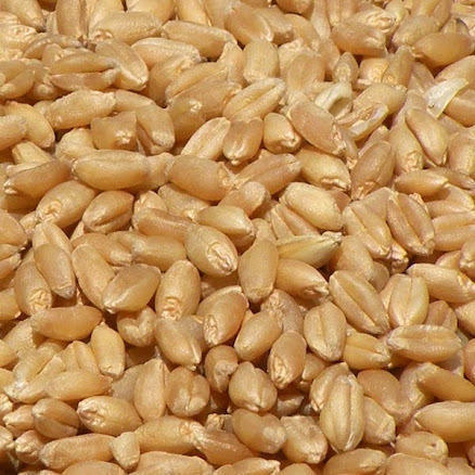 Natural Wheat Seeds, For Agriculture, Packaging Type : Plastic Packets