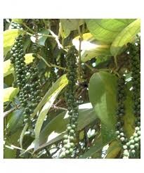 BLACK PEPPER OLEORESIN, Color : Yellowish, Brown