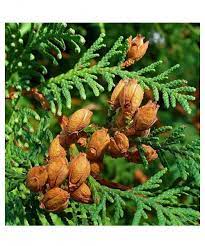 CEDARLEAF Oil