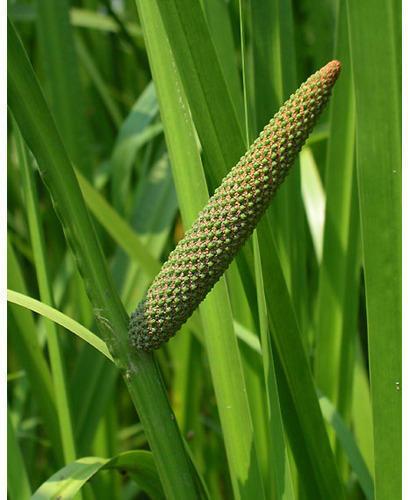 Acorus Calamus