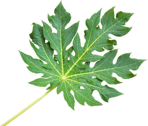 Velan Enterprises Organic Carica Papaya Leaves, Packaging Type : Plastic Bag