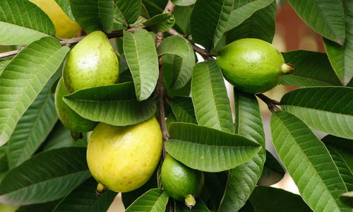 Guava Leaves, Color : Green