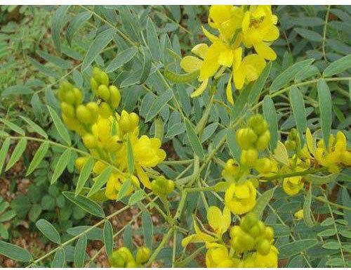 Velan Enterprises Organic Senna Leaves