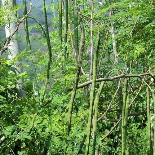 Drumstick Plants, Botanical Name : Moringa Oleifera