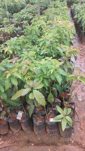 Hybrid Avocado Plants