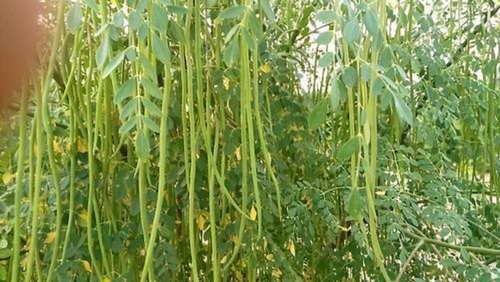 Moringa Plants, Color : Green