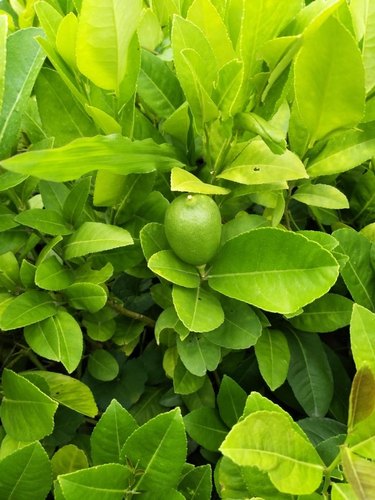 Organic Natural Lemon Plants, For Gardening, Variety : Hybrid