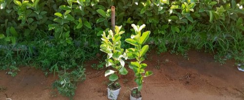 Organic Taiwan Green Guava Plants, For Plantation