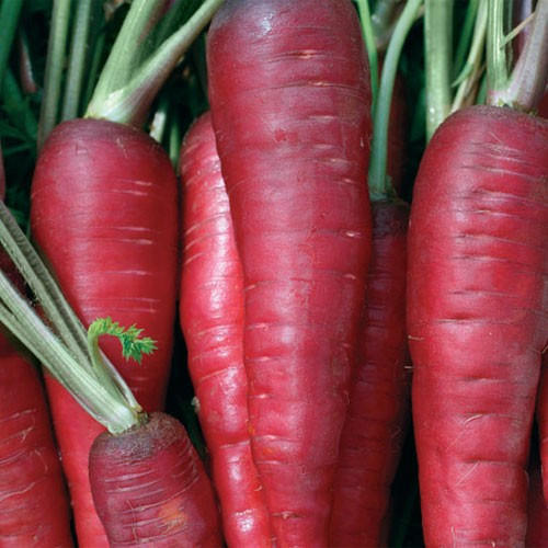 Red Carrot