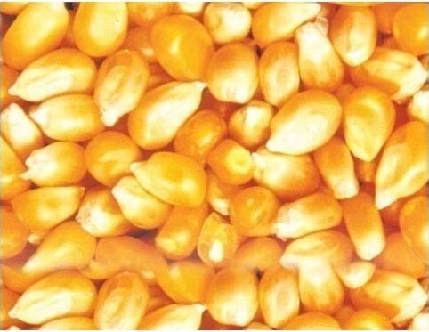 Maize Seeds, Packaging Type : Yellow, Purity : 99%
