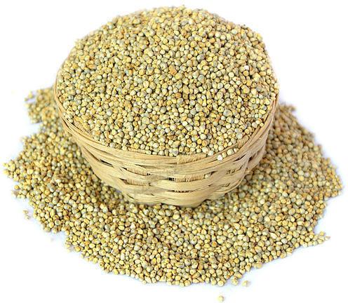 Pearl Millet Seeds, Purity : 100%