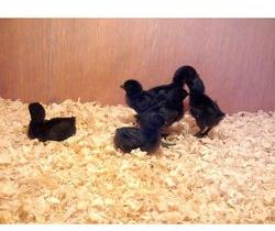 Kadaknath Chicks