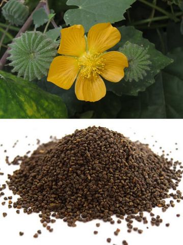 Abutilon Indicum, Form : Root, Bark, Leaves, Seeds