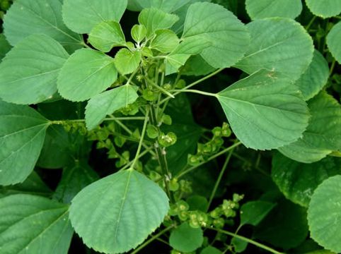 Acalypha Indica, Form : Leaves