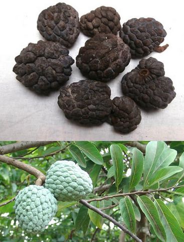 Annona Squamosa, For Medicines