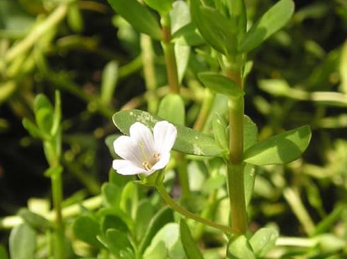 Light Brown Sdi Powder Bacopa Monnieri (brahmi), For Health Supplement, Pharmaceutical, Grade : Food Grade