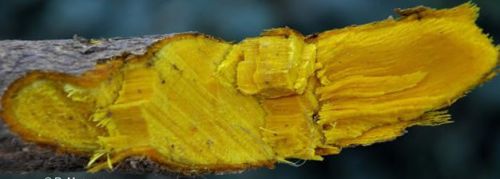 Berberis Aristata, For Cosmetic, Medicinal, Packaging Size : 10-20 Kg