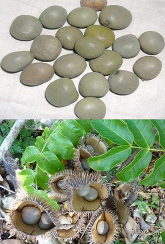 Caesalpinia Bonducella, Form : Seeds