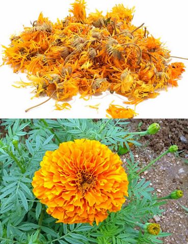 Calendula Officinalis, For Medicines, Style : Dried