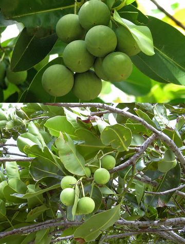 Calophyllum Inophyllum, Form : Seeds