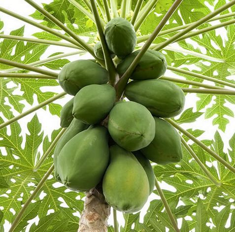 Organic Carica Papaya, Color : Green