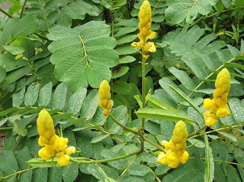 Cassia Alata, Style : Fresh