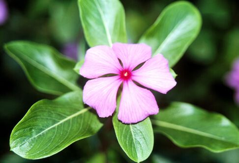 Catharanthus Roseus