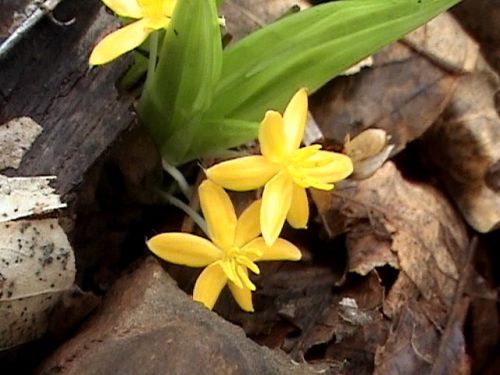 Organic Curculigo Orchioides, For Medicinal, Style : Dried