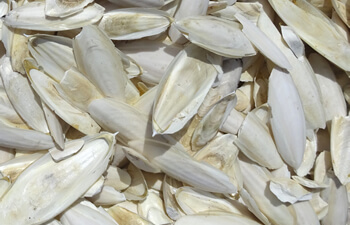 Cuttlefish Bone, For Animal Feed, Certification : FSSAI Certified