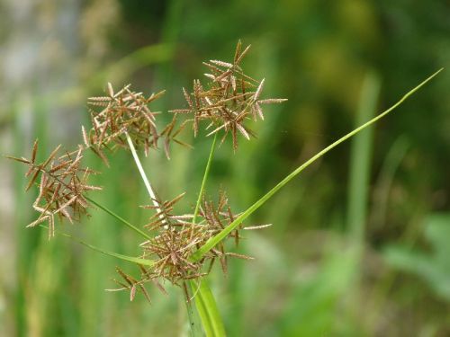 Brown Roots Organic Cyperus Rotundus, For Cosmetics, Medicine, Style : Dried