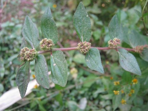 Leaves Euphorbia Hirta