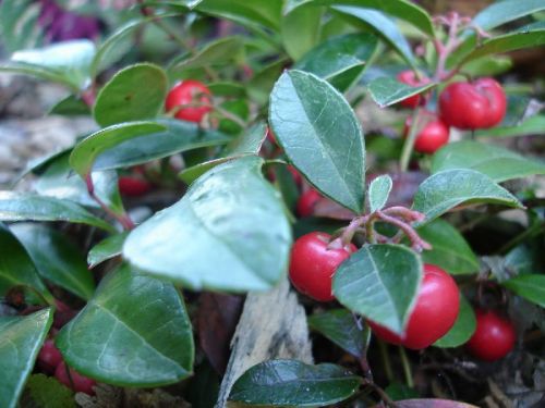 Root Gaultheria Procumbens, For Medicines, Style : Dried