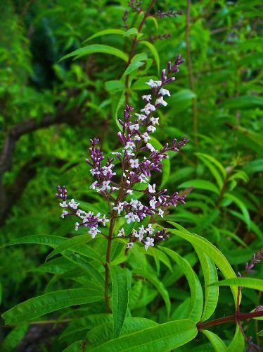 Green Lippia Citriodora, For Medicines, Style : Fresh